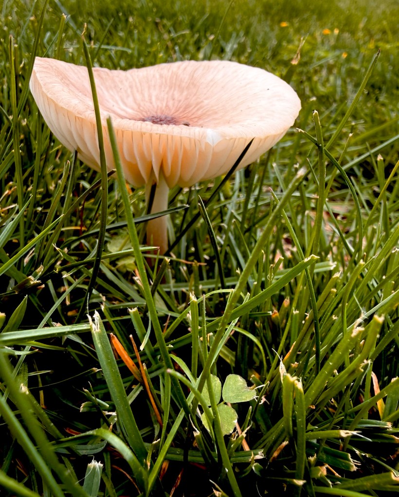 White upturned mushroom sprouts from thick green grass. Next to is is a small three-leaf clover.